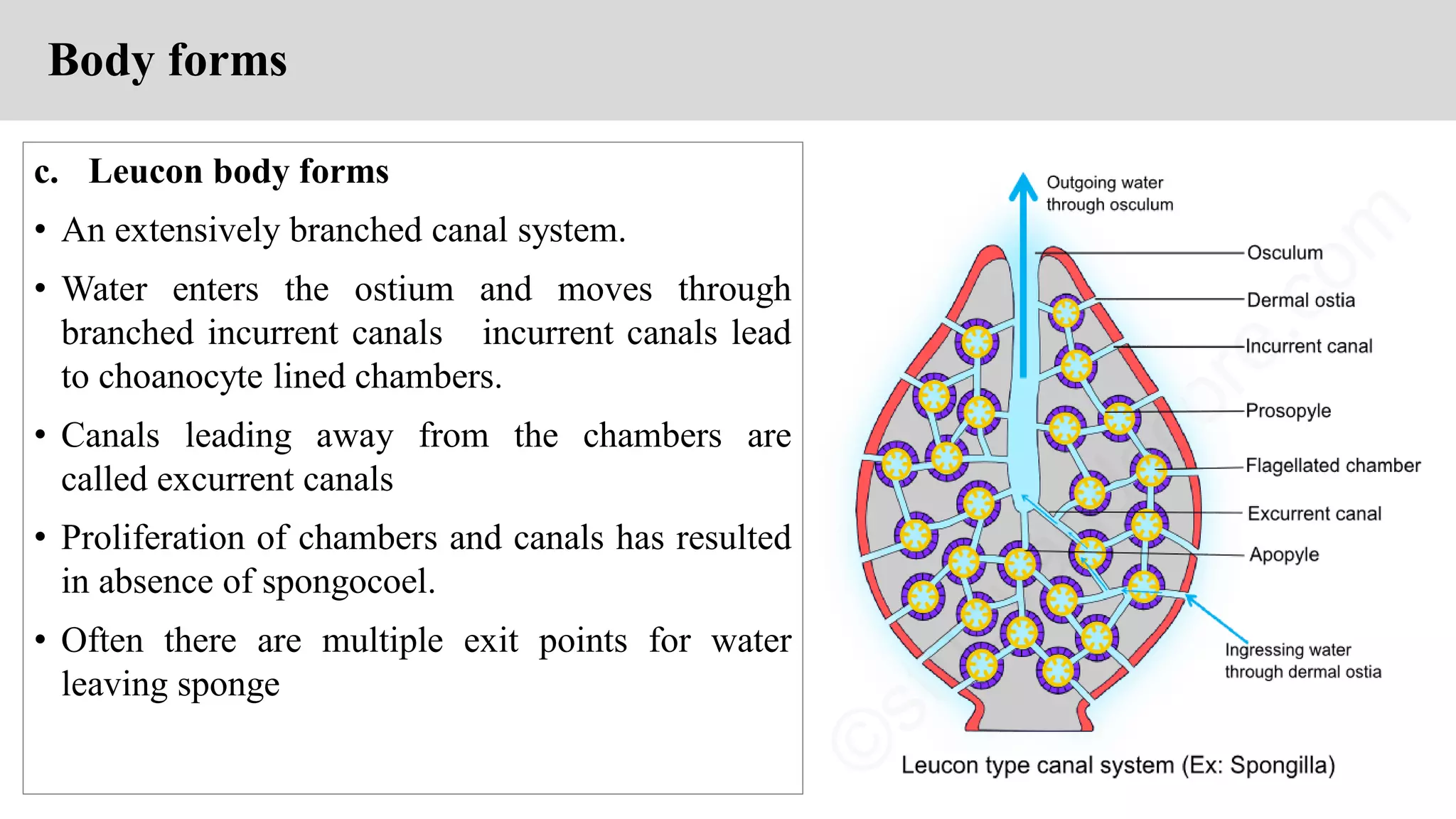 c. Leucon body forms
• An extensively branched canal system.
• Water enters the ostium and moves through
branched incurrent canals incurrent canals lead
to choanocyte lined chambers.
• Canals leading away from the chambers are
called excurrent canals
• Proliferation of chambers and canals has resulted
in absence of spongocoel.
• Often there are multiple exit points for water
leaving sponge
Body forms
 