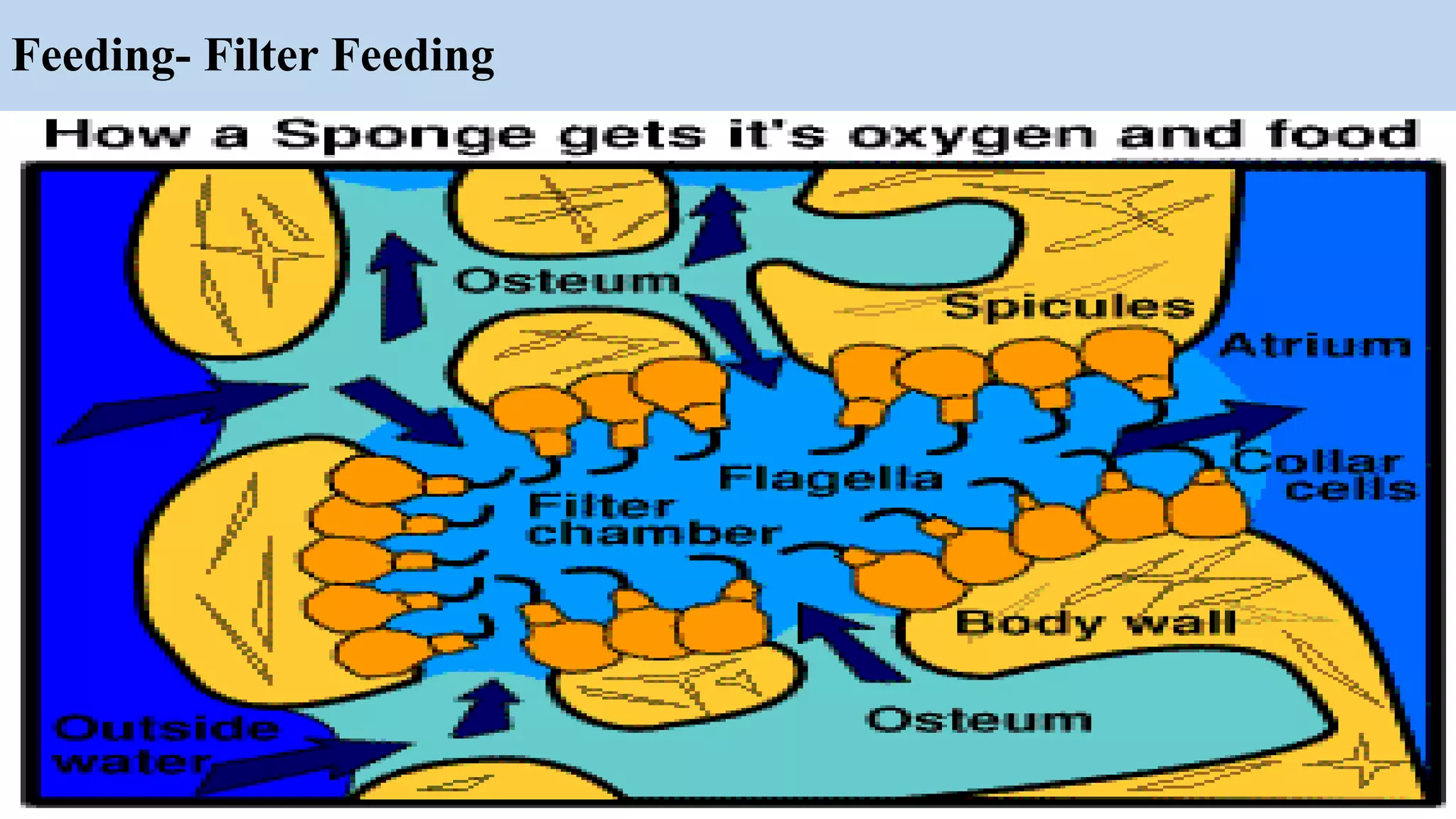 Feeding- Filter Feeding
 
