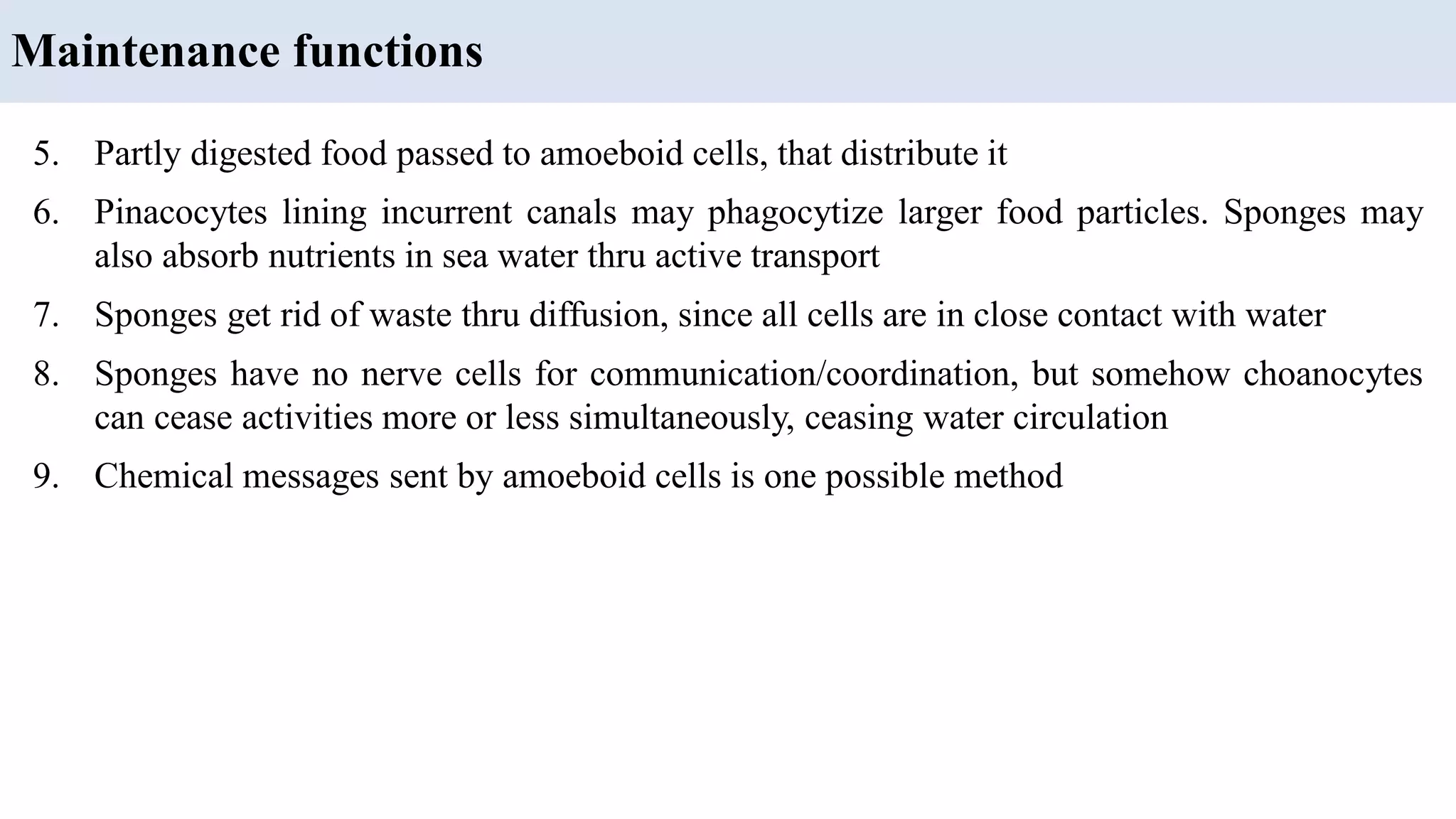5. Partly digested food passed to amoeboid cells, that distribute it
6. Pinacocytes lining incurrent canals may phagocytize larger food particles. Sponges may
also absorb nutrients in sea water thru active transport
7. Sponges get rid of waste thru diffusion, since all cells are in close contact with water
8. Sponges have no nerve cells for communication/coordination, but somehow choanocytes
can cease activities more or less simultaneously, ceasing water circulation
9. Chemical messages sent by amoeboid cells is one possible method
Maintenance functions
 