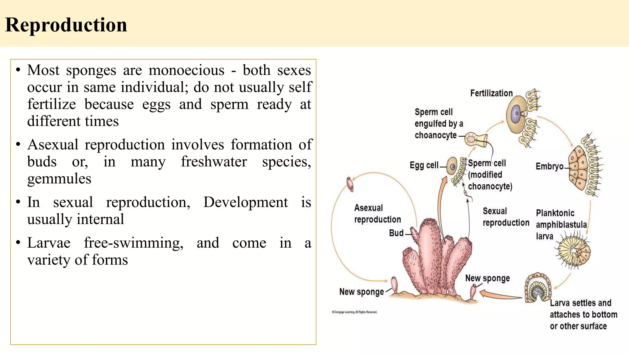 Reproduction
• Most sponges are monoecious - both sexes
occur in same individual; do not usually self
fertilize because eggs and sperm ready at
different times
• Asexual reproduction involves formation of
buds or, in many freshwater species,
gemmules
• In sexual reproduction, Development is
usually internal
• Larvae free-swimming, and come in a
variety of forms
 