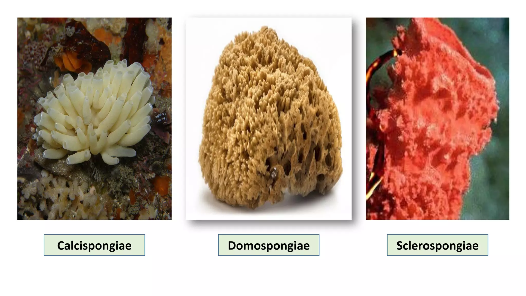 Calcispongiae Domospongiae Sclerospongiae
 