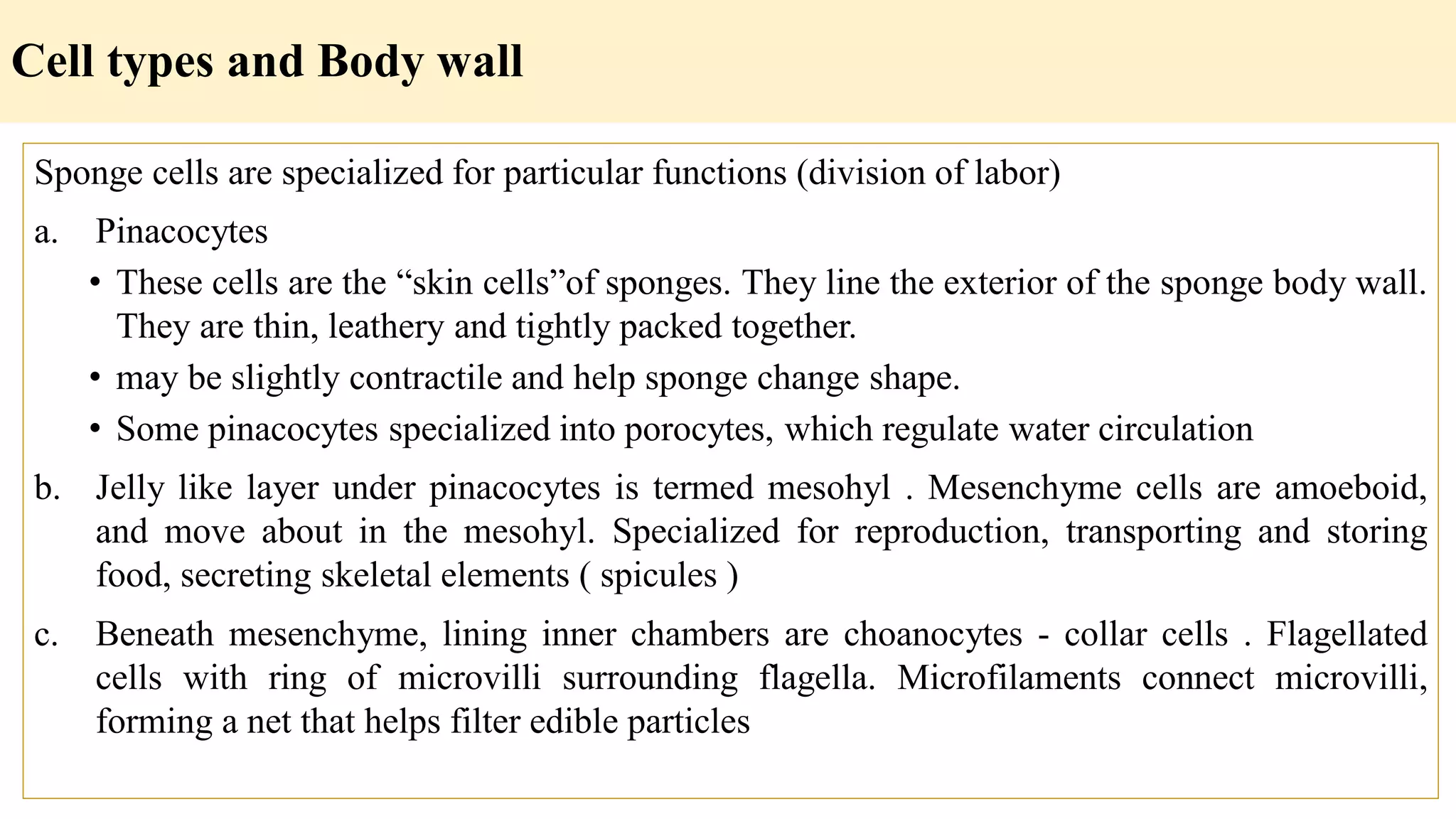 Cell types and Body wall
Sponge cells are specialized for particular functions (division of labor)
a. Pinacocytes
• These cells are the “skin cells”of sponges. They line the exterior of the sponge body wall.
They are thin, leathery and tightly packed together.
• may be slightly contractile and help sponge change shape.
• Some pinacocytes specialized into porocytes, which regulate water circulation
b. Jelly like layer under pinacocytes is termed mesohyl . Mesenchyme cells are amoeboid,
and move about in the mesohyl. Specialized for reproduction, transporting and storing
food, secreting skeletal elements ( spicules )
c. Beneath mesenchyme, lining inner chambers are choanocytes - collar cells . Flagellated
cells with ring of microvilli surrounding flagella. Microfilaments connect microvilli,
forming a net that helps filter edible particles
 