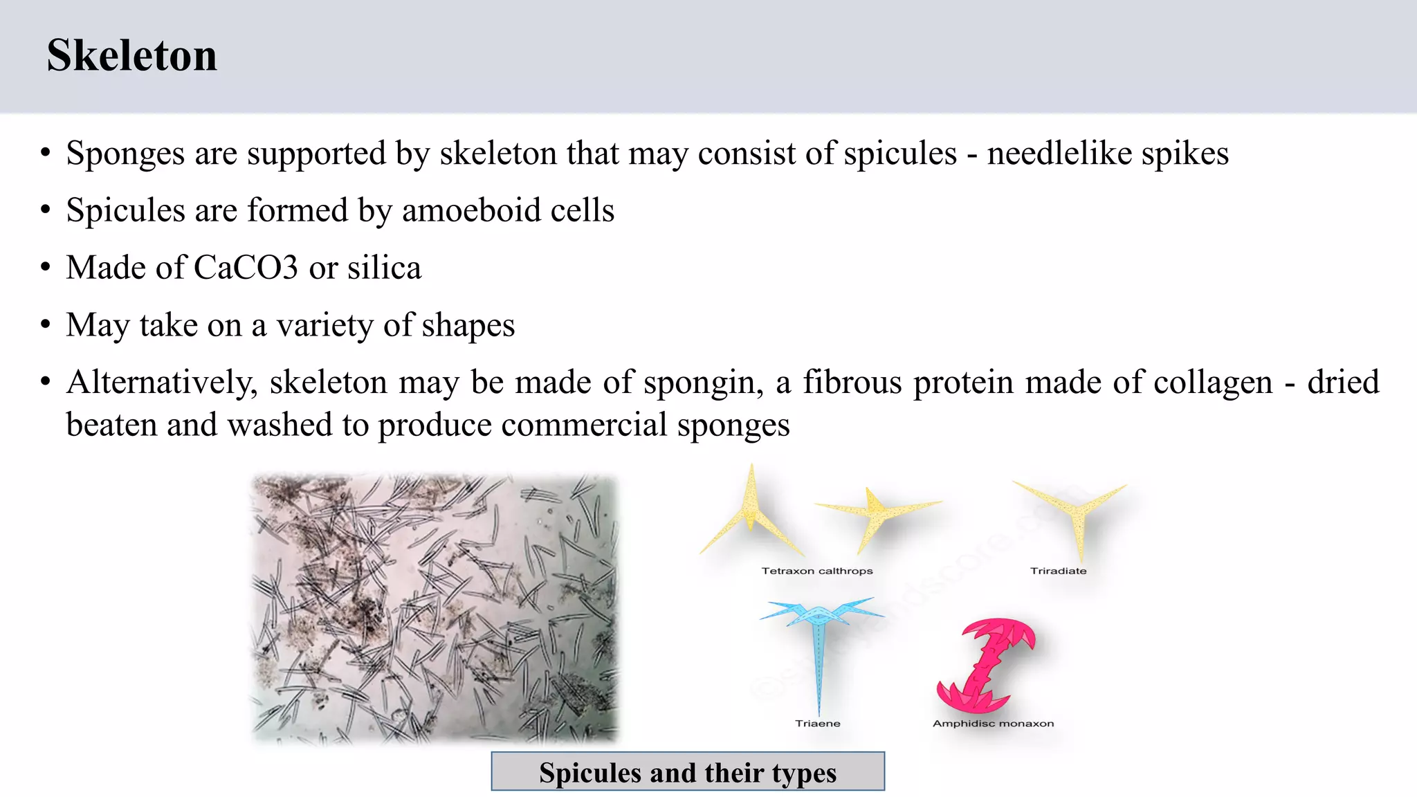 Skeleton
• Sponges are supported by skeleton that may consist of spicules - needlelike spikes
• Spicules are formed by amoeboid cells
• Made of CaCO3 or silica
• May take on a variety of shapes
• Alternatively, skeleton may be made of spongin, a fibrous protein made of collagen - dried
beaten and washed to produce commercial sponges
Spicules and their types
 