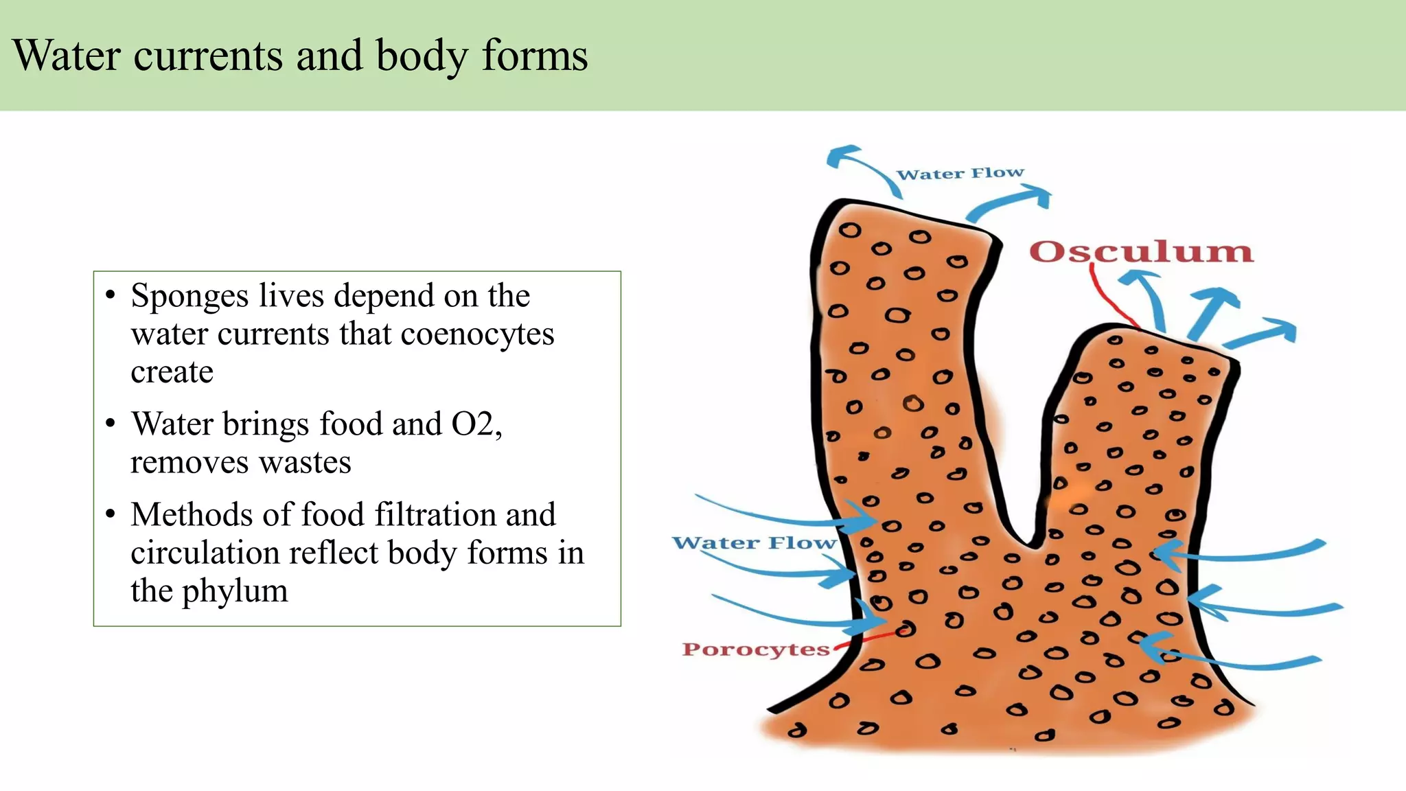 Water currents and body forms
• Sponges lives depend on the
water currents that coenocytes
create
• Water brings food and O2,
removes wastes
• Methods of food filtration and
circulation reflect body forms in
the phylum
 