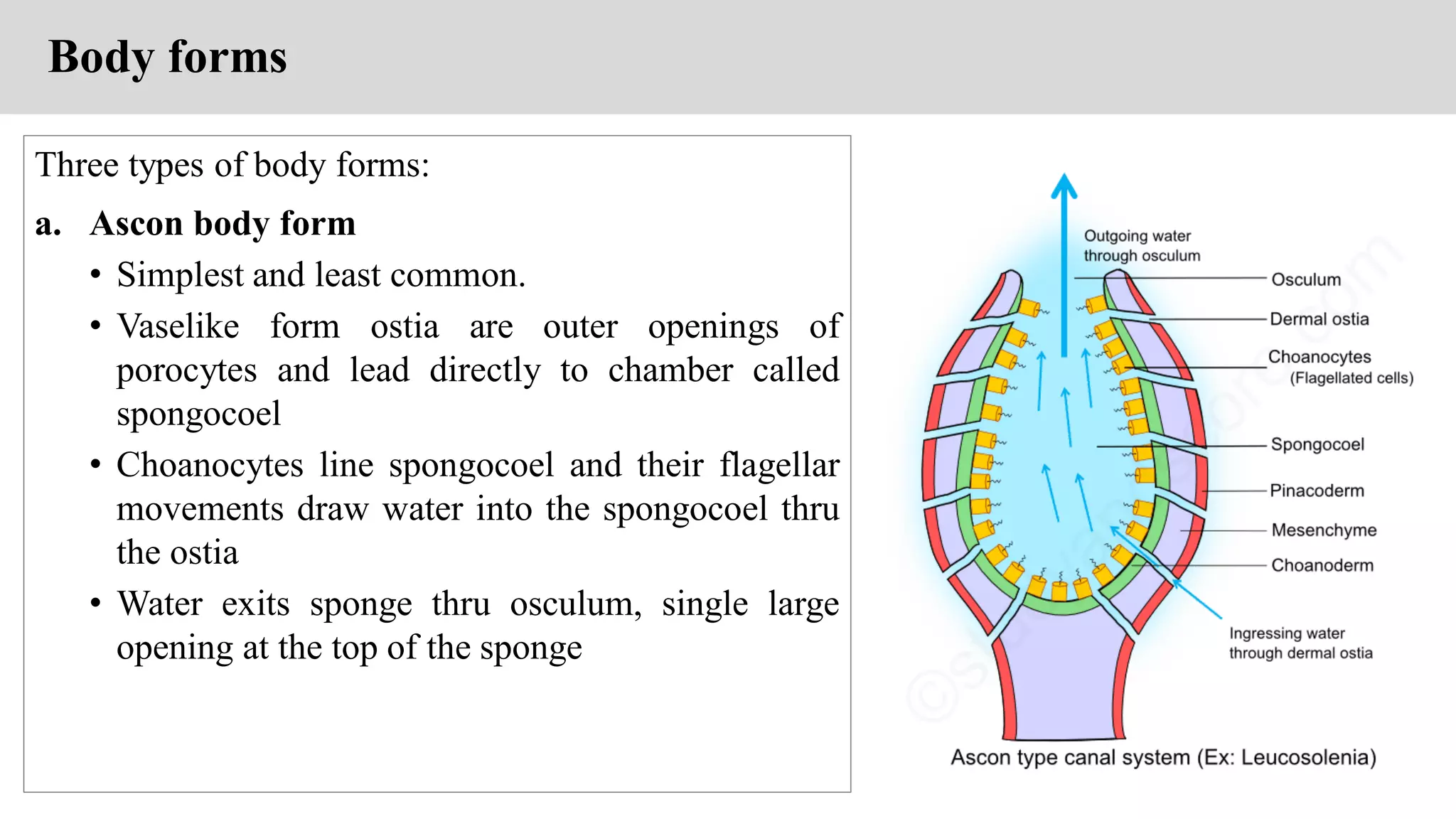 Body forms
Three types of body forms:
a. Ascon body form
• Simplest and least common.
• Vaselike form ostia are outer openings of
porocytes and lead directly to chamber called
spongocoel
• Choanocytes line spongocoel and their flagellar
movements draw water into the spongocoel thru
the ostia
• Water exits sponge thru osculum, single large
opening at the top of the sponge
 