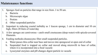 Maintenance functions
1. Sponges feed on particles that range in size from .1 to 50 um.
a. Bacteria
b. Microscopic algae
c. Protists
d. Other suspended particles
2. Important in reducing coastal turbidity as 1 leucon sponge, 1 cm in diameter and 10 cm
high, filters 20 liters of water/day
3. A few sponges are carnivorous - catch small crustaceans (deep water) with spicule-covered
filaments.
4. Feeding methods-choanocytes filter small suspended particles.
a. Water passes thru collar near base and moves into spongocoel at open end of collar
b. Suspended food is trapped on collar and moved along microvilli to base of collar,
where it is incorporated into a food vacuole
c. Lysozymal enzymes and pH changes digest particle in vacuole
 
