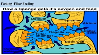 Feeding- Filter Feeding
 