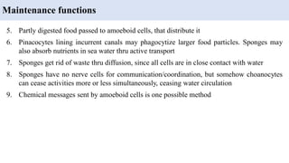 5. Partly digested food passed to amoeboid cells, that distribute it
6. Pinacocytes lining incurrent canals may phagocytize larger food particles. Sponges may
also absorb nutrients in sea water thru active transport
7. Sponges get rid of waste thru diffusion, since all cells are in close contact with water
8. Sponges have no nerve cells for communication/coordination, but somehow choanocytes
can cease activities more or less simultaneously, ceasing water circulation
9. Chemical messages sent by amoeboid cells is one possible method
Maintenance functions
 