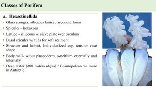 Classes of Porifera
a. Hexactinellida
• Glass sponges, siliceous lattice, syconoid forms
• Spicules – hexaxons
• Lattice – siliceous w/ sieve plate over osculum
• Basal spicules w/ tufts for soft sediment
• Structure and habitat, Individualized cup, urns or vase
shape
• Body wall- w/out pinacoderm, syncitium externally and
internally
• Deep water (200 meters-abyss) / Cosmopolitan w/ more
in Antarctic
 