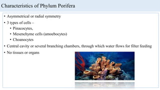 Characteristics of Phylum Porifera
• Asymmetrical or radial symmetry
• 3 types of cells –
• Pinacocytes,
• Mesenchyme cells (amoebocytes)
• Choanocytes
• Central cavity or several branching chambers, through which water flows for filter feeding
• No tissues or organs
 