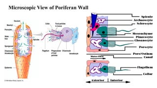 Microscopic View of Poriferan Wall
 