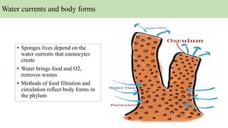 Water currents and body forms
• Sponges lives depend on the
water currents that coenocytes
create
• Water brings food and O2,
removes wastes
• Methods of food filtration and
circulation reflect body forms in
the phylum
 