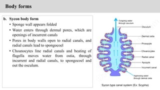 b. Sycon body form
• Sponge wall appears folded
• Water enters through dermal pores, which are
openings of incurrent canals
• Pores in body walls open to radial canals, and
radial canals lead to spongocoel
• Choanocytes line radial canals and beating of
flagella moves water from ostia, through
incurrent and radial canals, to spongocoel and
out the osculum.
Body forms
 