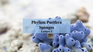 Phylum Porifera
Sponges
Lecture 3
 