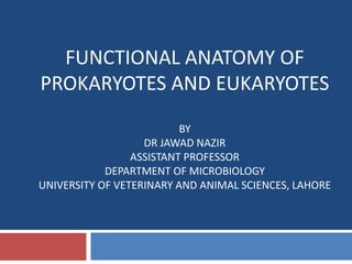 FUNCTIONAL ANATOMY OF
PROKARYOTES AND EUKARYOTES
BY
DR JAWAD NAZIR
ASSISTANT PROFESSOR
DEPARTMENT OF MICROBIOLOGY
UNIVERSITY OF VETERINARY AND ANIMAL SCIENCES, LAHORE
 