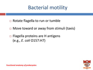 functional anatomy of prokaryotes and eukaryotes | PDF