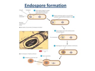 functional anatomy of prokaryotes and eukaryotes | PDF