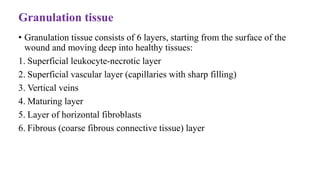 Granulation tissue
• Granulation tissue consists of 6 layers, starting from the surface of the
wound and moving deep into healthy tissues:
1. Superficial leukocyte-necrotic layer
2. Superficial vascular layer (capillaries with sharp filling)
3. Vertical veins
4. Maturing layer
5. Layer of horizontal fibroblasts
6. Fibrous (coarse fibrous connective tissue) layer
 