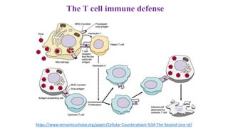 The T cell immune defense
https://www.semanticscholar.org/paper/Cellular-Counterattack-%3A-The-Second-Line-of/
 