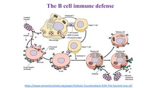The B cell immune defense
https://www.semanticscholar.org/paper/Cellular-Counterattack-%3A-The-Second-Line-of/
 