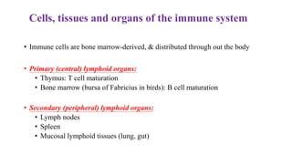 Cells, tissues and organs of the immune system
• Immune cells are bone marrow-derived, & distributed through out the body
• Primary (central) lymphoid organs:
• Thymus: T cell maturation
• Bone marrow (bursa of Fabricius in birds): B cell maturation
• Secondary (peripheral) lymphoid organs:
• Lymph nodes
• Spleen
• Mucosal lymphoid tissues (lung, gut)
 