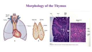 Morphology of the Thymus
 
