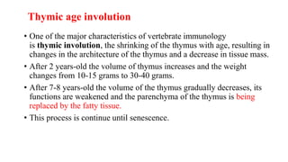 Thymic age involution
• One of the major characteristics of vertebrate immunology
is thymic involution, the shrinking of the thymus with age, resulting in
changes in the architecture of the thymus and a decrease in tissue mass.
• After 2 years-old the volume of thymus increases and the weight
changes from 10-15 grams to 30-40 grams.
• After 7-8 years-old the volume of the thymus gradually decreases, its
functions are weakened and the parenchyma of the thymus is being
replaced by the fatty tissue.
• This process is continue until senescence.
 