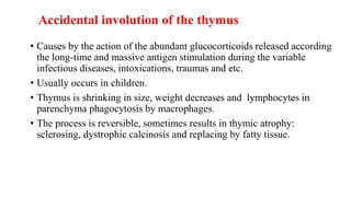 Accidental involution of the thymus
• Causes by the action of the abundant glucocorticoids released according
the long-time and massive antigen stimulation during the variable
infectious diseases, intoxications, traumas and etc.
• Usually occurs in children.
• Thymus is shrinking in size, weight decreases and lymphocytes in
parenchyma phagocytosis by macrophages.
• The process is reversible, sometimes results in thymic atrophy:
sclerosing, dystrophic calcinosis and replacing by fatty tissue.
 