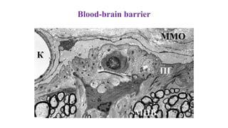 Blood-brain barrier
 