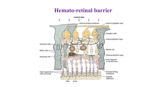 Hemato-retinal barrier
 