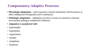 Compensatory-Adaptive Processes
• Physiologic adaptation – cells respond to normal stimulation with hormones or
other endogenous biologically active substances.
• Pathologic adaptation – adaptation of cells or tissues to external or internal
environment pathogen components influence.
• Adaptation is manifested with:
– hypertrophy
– hyperplasia
– organization
– atrophy
– metaplasia
– dysplasia
 