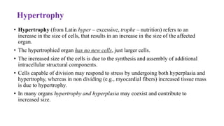Hypertrophy
• Hypertrophy (from Latin hyper – excessive, trophe – nutrition) refers to an
increase in the size of cells, that results in an increase in the size of the affected
organ.
• The hypertrophied organ has no new cells, just larger cells.
• The increased size of the cells is due to the synthesis and assembly of additional
intracellular structural components.
• Cells capable of division may respond to stress by undergoing both hyperplasia and
hypertrophy, whereas in non dividing (e.g., myocardial fibers) increased tissue mass
is due to hypertrophy.
• In many organs hypertrophy and hyperplasia may coexist and contribute to
increased size.
 