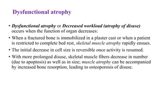 Dysfunctional atrophy
• Dysfunctional atrophy or Decreased workload (atrophy of disuse)
occurs when the function of organ decreases:
• When a fractured bone is immobilized in a plaster cast or when a patient
is restricted to complete bed rest, skeletal muscle atrophy rapidly ensues.
• The initial decrease in cell size is reversible once activity is resumed.
• With more prolonged disuse, skeletal muscle fibers decrease in number
(due to apoptosis) as well as in size; muscle atrophy can be accompanied
by increased bone resorption, leading to osteoporosis of disuse.
 