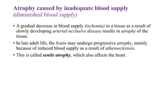 Atrophy caused by inadequate blood supply
(diminished blood supply)
• A gradual decrease in blood supply (ischemia) to a tissue as a result of
slowly developing arterial occlusive disease results in atrophy of the
tissue.
• In late adult life, the brain may undergo progressive atrophy, mainly
because of reduced blood supply as a result of atherosclerosis.
• This is called senile atrophy, which also affects the heart.
 