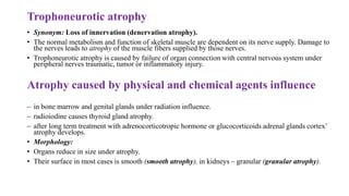 Trophoneurotic atrophy
• Synonym: Loss of innervation (denervation atrophy).
• The normal metabolism and function of skeletal muscle are dependent on its nerve supply. Damage to
the nerves leads to atrophy of the muscle fibers supplied by those nerves.
• Trophoneurotic atrophy is caused by failure of organ connection with central nervous system under
peripheral nerves traumatic, tumor or inflammatory injury.
Atrophy caused by physical and chemical agents influence
– in bone marrow and genital glands under radiation influence.
– radioiodine causes thyroid gland atrophy.
– after long term treatment with adrenocorticotropic hormone or glucocorticoids adrenal glands cortex’
atrophy develops.
• Morphology:
• Organs reduce in size under atrophy.
• Their surface in most cases is smooth (smooth atrophy), in kidneys – granular (granular atrophy).
 