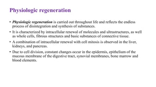 Physiologic regeneration
• Physiologic regeneration is carried out throughout life and reflects the endless
process of disintegration and synthesis of substances.
• It is characterized by intracellular renewal of molecules and ultrastructures, as well
as whole cells, fibrous structures and basic substances of connective tissue.
• A combination of intracellular renewal with cell mitosis is observed in the liver,
kidneys, and pancreas.
• Due to cell division, constant changes occur in the epidermis, epithelium of the
mucous membrane of the digestive tract, synovial membranes, bone marrow and
blood elements.
 