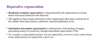 Reparative regeneration
• Restitution (complete regeneration) is characterized by the replacement of a tissue
defect with tissue identical to the dead one.
• This applies to those organs and tissues where regeneration takes place exclusively in
the cellular form (bone marrow, epidermis, mucosal epithelium, liver).
• Substitution (incomplete regeneration) is characteristic of the healing of organs,
proceeding mainly or exclusively through intracellular repair (heart, CNS).
• For example, in myocardial necrosis, foci are replaced by connective tissue, and in brain
tissue, dead neurons are replaced by a glial scar.
 