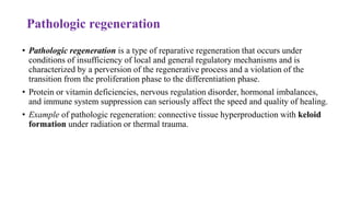 Pathologic regeneration
• Pathologic regeneration is a type of reparative regeneration that occurs under
conditions of insufficiency of local and general regulatory mechanisms and is
characterized by a perversion of the regenerative process and a violation of the
transition from the proliferation phase to the differentiation phase.
• Protein or vitamin deficiencies, nervous regulation disorder, hormonal imbalances,
and immune system suppression can seriously affect the speed and quality of healing.
• Example of pathologic regeneration: connective tissue hyperproduction with keloid
formation under radiation or thermal trauma.
 