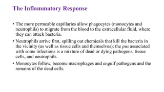 The Inflammatory Response
• The more permeable capillaries allow phagocytes (monocytes and
neutrophils) to migrate from the blood to the extracellular fluid, where
they can attack bacteria.
• Neutrophils arrive first, spilling out chemicals that kill the bacteria in
the vicinity (as well as tissue cells and themselves); the pus associated
with some infections is a mixture of dead or dying pathogens, tissue
cells, and neutrophils.
• Monocytes follow, become macrophages and engulf pathogens and the
remains of the dead cells.
 
