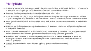 Metaplasia
• In all these instances the more rugged stratified squamous epithelium is able to survive under circumstances
in which the more fragile specialized columnar epithelium might have succumbed.
• However, the change to metaplastic squamous cells comes with a price.
• In the respiratory tract, for example, although the epithelial lining becomes tough, important mechanisms
of protection against infection - mucus secretion and the ciliary action of the columnar epithelium - are lost.
• Thus, epithelial metaplasia is a double-edged sword and, in most circumstances, represents an undesirable
change.
• Moreover, the influences that predispose to metaplasia, if persistent, can initiate malignant transformation
in metaplastic epithelium.
• Thus, a common form of cancer in the respiratory tract is composed of squamous cells, which can arise in
areas where the normal columnar epithelium has been replaced by squamous epithelium.
• Metaplasia from squamous to columnar type may also occur, as in Barrett esophagus, in which the
esophageal squamous epithelium is replaced by intestinal-like columnar cells under the influence of
refluxed gastric acid.
• Cancers may arise in these areas; these are typically glandular (adenocarcinomas).
•
 
