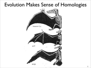 Evolution Makes Sense of Homologies




                                      1
 