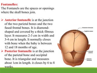 Fontanelles:
The Fontanels are the spaces or openings
where the skull bones join.
 Anterior fontanelle is at the junction
of the two parietal bones and the two
fused frontal bones. It is diamond-
shaped and covered by a thick fibrous
layer. It measures 2-3 cm in width and
3-4 cm in length. It normally closes
with bone when the baby is between
12 and 18 months of age.
 Posterior fontanelle is at the junction
of the parietal bone and occipital
bone. It is triangular and measures
about 1cm in length. it closes by 6 to 8
weeks.
 