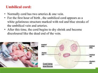 Umbilical cord:
• Normally cord has two arteries & one vein.
• For the first hour of birth , the umbilical cord appears as a
white gelatinous structure marked with red and blue streaks of
the umbilical vein and arteries.
• After this time, the cord begins to dry shrink and become
discoloured like the dead end of the vein.
 