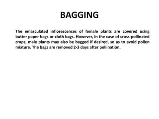 BAGGING
The emasculated inflorescences of female plants are covered using
butter paper bags or cloth bags. However, in the case of cross-pollinated
crops, male plants may also be bagged if desired, so as to avoid pollen
mixture. The bags are removed 2-3 days after pollination.
 
