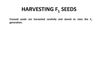 HARVESTING F1 SEEDS
Crossed seeds are harvested carefully and stored to raise the F1
generation.
 