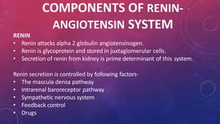 COMPONENTS OF RENIN-
ANGIOTENSIN SYSTEM
RENIN
• Renin attacks alpha 2 globulin angiotensinogen.
• Renin is glycoprotein and stored in juxtaglomerular cells.
• Secretion of renin from kidney is prime determinant of this system.
Renin secretion is controlled by following factors-
• The mascula densa pathway
• Intrarenal baroreceptor pathway
• Sympathetic nervous system
• Feedback control
• Drugs
 