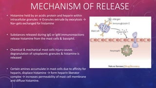 MECHANISM OF RELEASE
• Histamine held by an acidic protein and heparin within
intracellular granules → Granules extrude by exocytosis →
Na+ gets exchanged for histamine
• Substances released during IgG or lgM immunoreactions
release histamine from the mast cells & basophil.
• Chemical & mechanical mast cells injury causes
degranulation of cytoplasmic granules & histamine is
released
• Certain amines accumulate in mast cells due to affinity for
heparin, displace histamine → form heparin liberator
complex → increases permeability of mast cell membrane
and diffuse histamine.
 