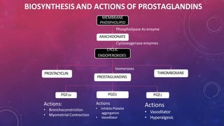 PROSTACYCLIN THROMBOXANE
PROSTAGLANDINS
PGF2α PGD2 PGE2
MEMBRANE
PHOSPHOLIPID
Phospholipase A2 enzyme
ARACHIDONATE
Cyclooxygenase enzymes
CYCLIC
ENDOPEROXIDES
Isomerases
Actions:
• Bronchoconstriction
• Myometrial Contraction
Actions
• InhibitsPlatelet
aggregation
• Vasodilator
Actions
• Vasodilator
• Hyperalgesic
BIOSYNTHESIS AND ACTIONS OF PROSTAGLANDINS
 