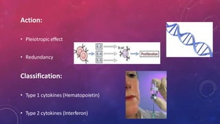 Action:
• Pleiotropic effect
• Redundancy
Classification:
• Type 1 cytokines (Hematopoietin)
• Type 2 cytokines (Interferon)
 