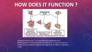 HOW DOES IT FUNCTION ?
Biological Actions of IL-2 : IL-2 stimulates the proliferation and
differentiation of T & B lymphocytes and NK CELLS. IL-2 also functions to
inhibit immune responses (against self antigens) by its effect on regulatory
T cells.
 